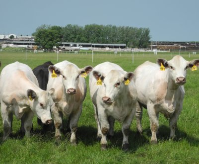 В шлунки російських корів запровадять капсули довічного спостереження