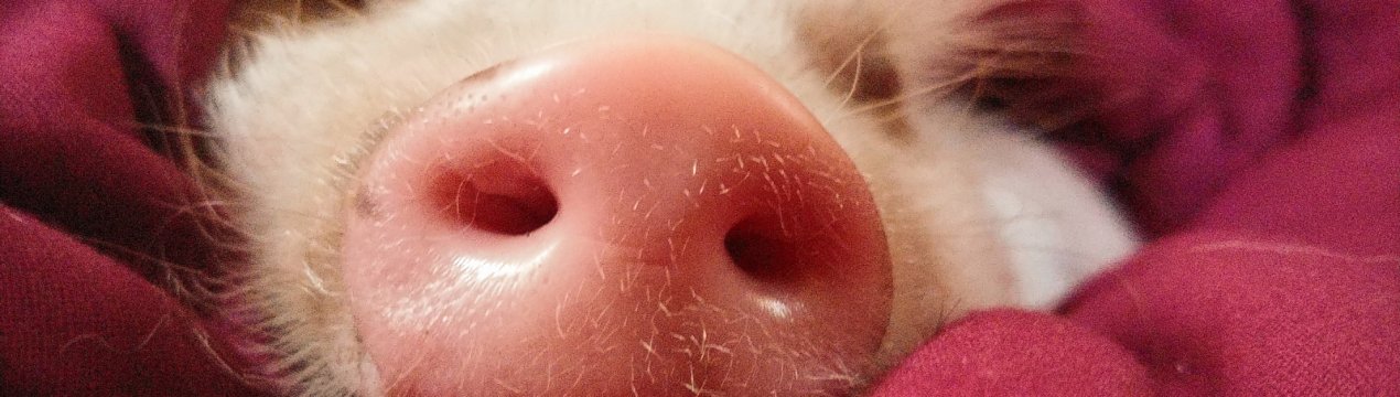 На Камчатці спалили 85 кілограмів свинини чумної