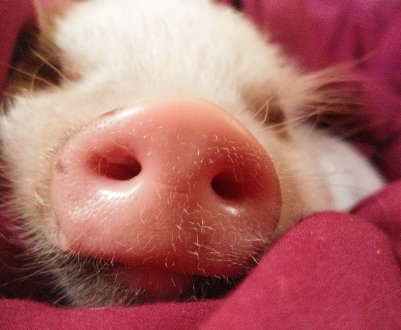 На Камчатці спалили 85 кілограмів свинини чумної