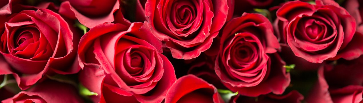 У Голландії вирощують їстівні троянди