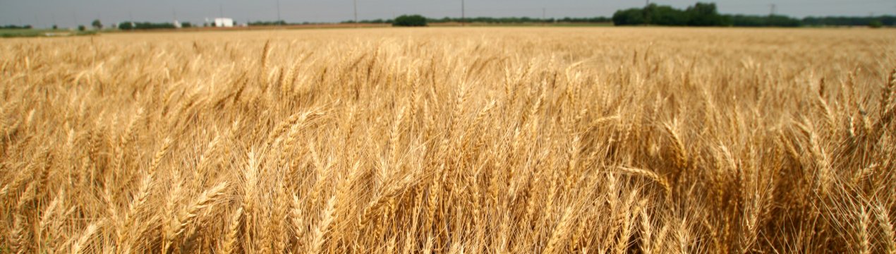 За три роки Підмосков'ї перетвориться в колиска російського зерна?