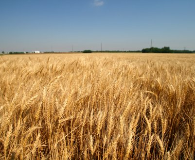 За три роки Підмосков'ї перетвориться в колиска російського зерна?