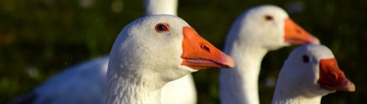 Як виготовити щипалку для гусей в домашніх умовах?