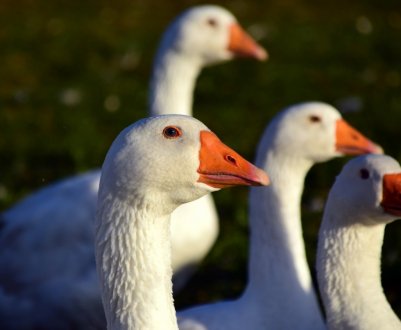 Як виготовити щипалку для гусей в домашніх умовах?