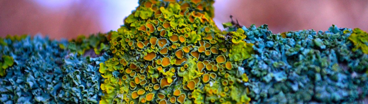 У передмісті загазованій Москви виріс екологічно чистий «індикатор»