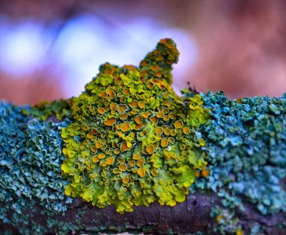 У передмісті загазованій Москви виріс екологічно чистий «індикатор»