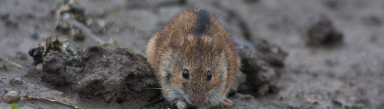 Атака знизу: херсонські поля тероризують миші