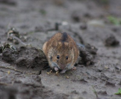 Атака знизу: херсонські поля тероризують миші