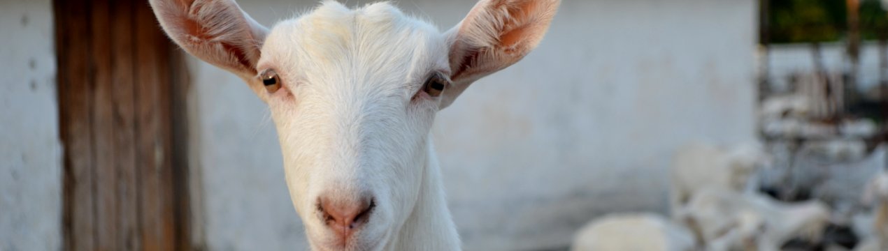 Це просто непристойно! Швейцарським козам можуть повернути право на роги