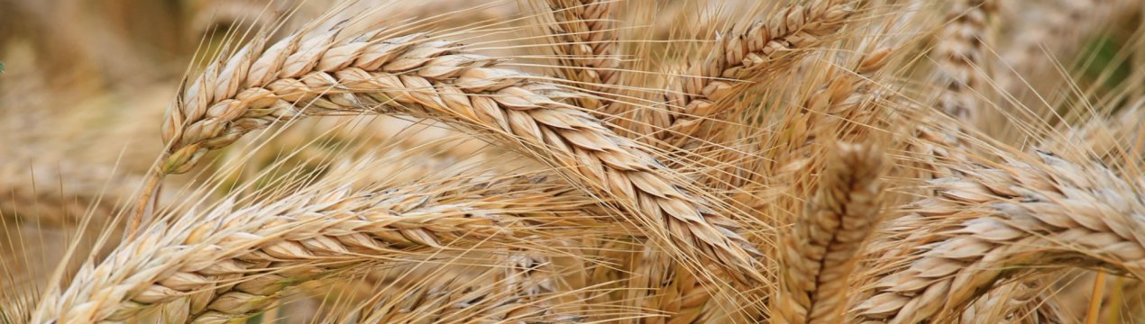 Російське зерно – мрія букмекера