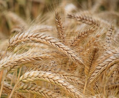 Російське зерно – мрія букмекера