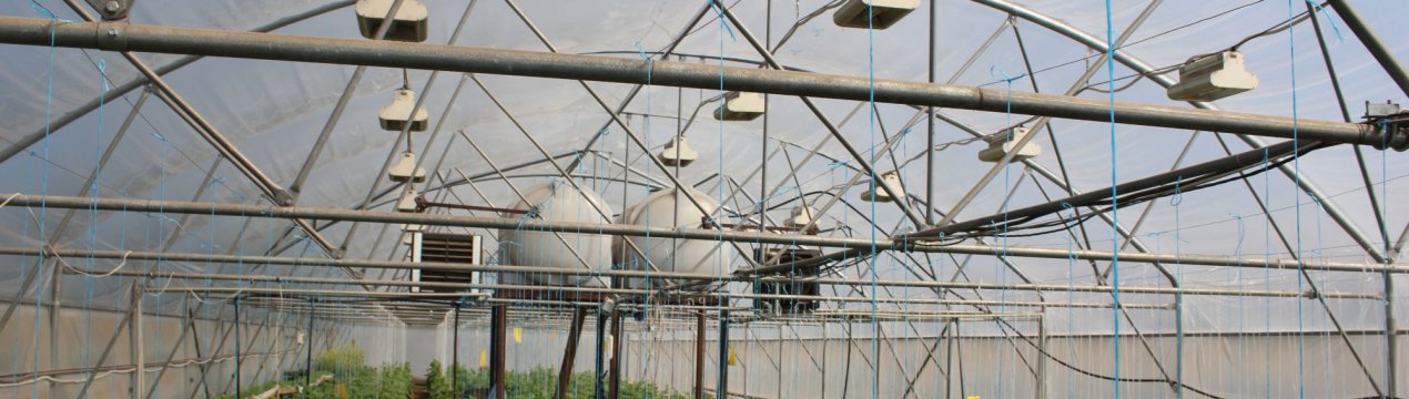 Сільська теплиця зміцнить експортні позиції Росії