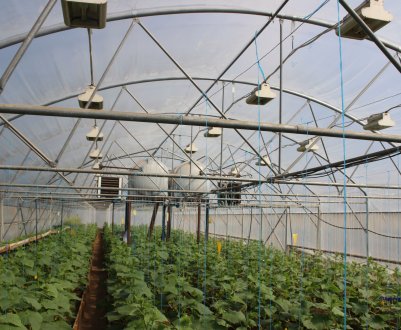 Сільська теплиця зміцнить експортні позиції Росії