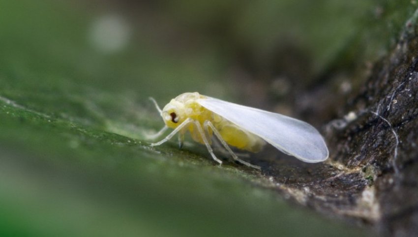 Білокрилка