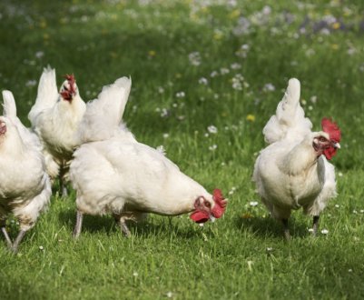 Скільки живуть кури в домашніх умовах?