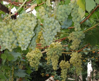 Сорт винограду Біле Диво: характеристика, агротехніка вирощування