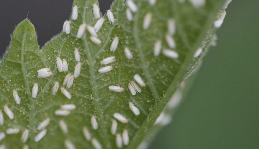 Білокрилка на огірках