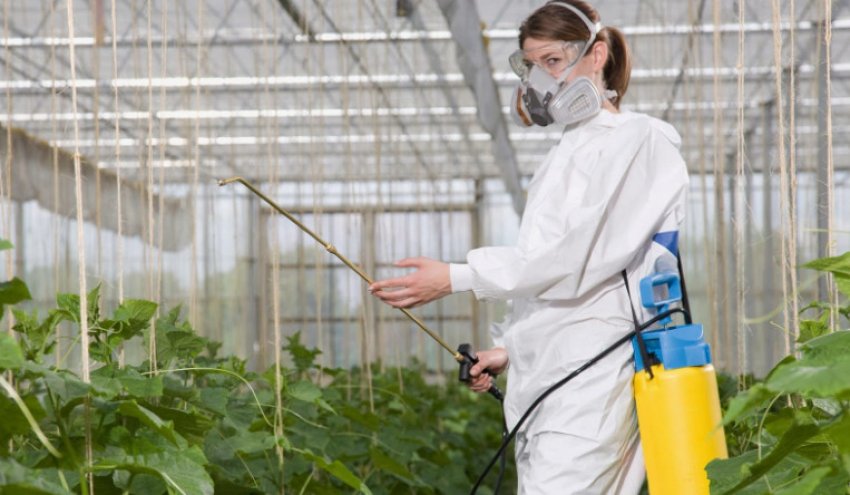 Обприскування огірків в теплиці