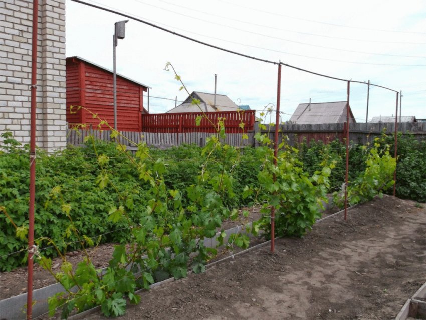 Опора і підв'язування пагонів Опора і підв'язування пагонів
