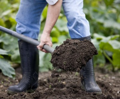 Чим обробити землю в теплиці восени від хвороб і шкідників?