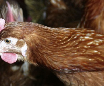 Ломан браун порода курей: характеристика, годівля і утримання