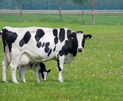 Корова ярославської породи: опис, догляд і годування