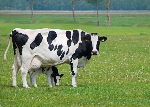 Корова ярославской породы: описание, уход и кормление