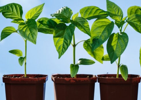 Як і з чого зробити парник для розсади своїми руками?