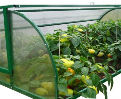 Як вибрати або зробити своїми руками парник з полікарбонату?