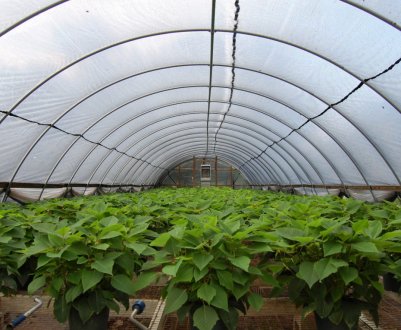 Як вибрати плівку для теплиць?