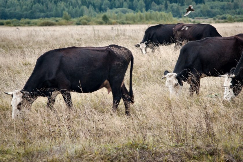 Коровы ярославской породы