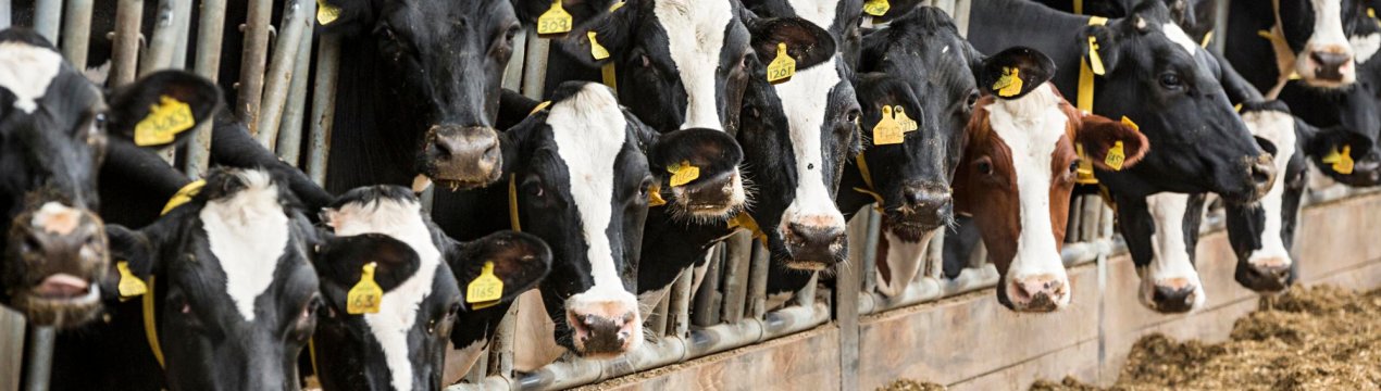 У Калузькій області підростають японські «мармурові» корови