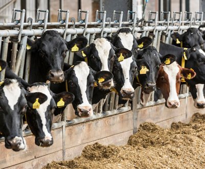 У Калузькій області підростають японські «мармурові» корови