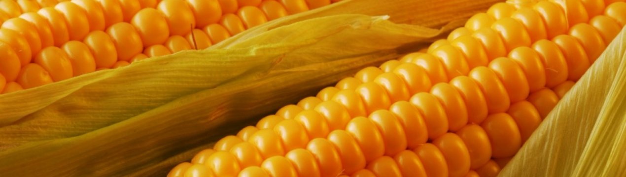 Французи навчать сибіряків вирощувати кукурудзу морозостойкую