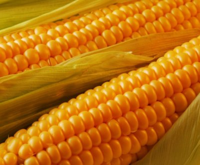 Французи навчать сибіряків вирощувати кукурудзу морозостойкую