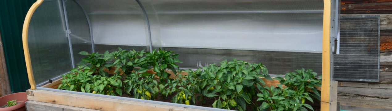 Саморобна міні-теплиця для розсади: види, виготовлення своїми руками