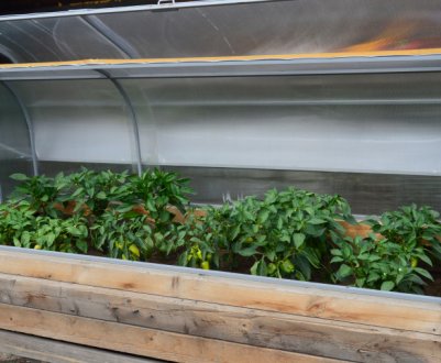 Саморобна міні-теплиця для розсади: види, виготовлення своїми руками