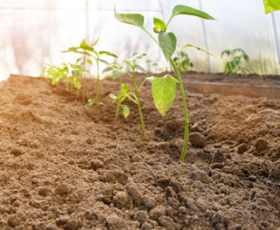 Як обігріти грунт у теплиці?