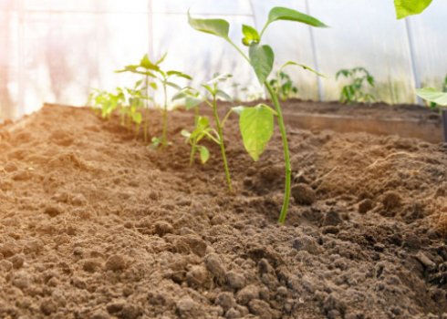 Как обогреть грунт в теплице?