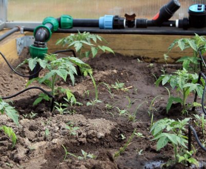 Як вибрати або зробити крапельний полив у теплиці своїми руками?