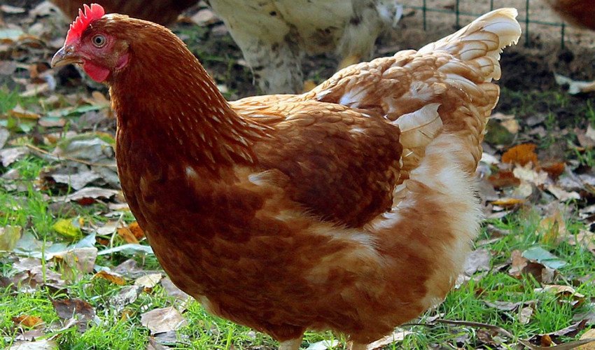 Ломан Браун Ломан Браун