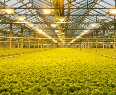 Освітлення теплиць: особливості та види