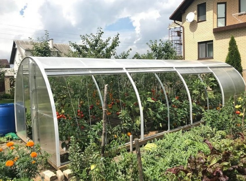 Що можна вирощувати в такій теплиці Що можна вирощувати в такій теплиці