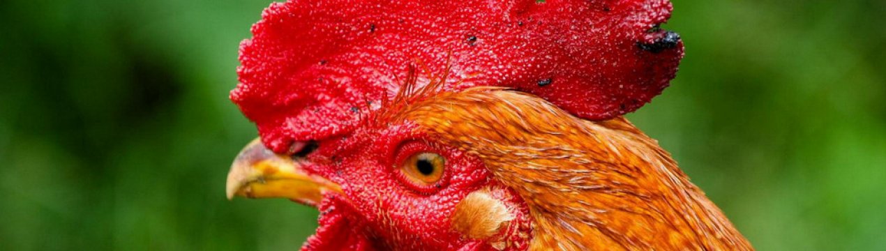 Потрібен півень курей несучок: функції півня, плюси і мінуси змісту