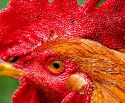 Потрібен півень курей несучок: функції півня, плюси і мінуси змісту