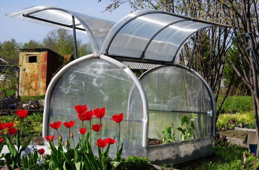 Двостулковий «метелик»