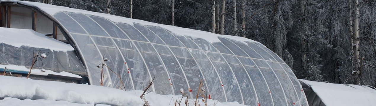 Переваги і недоліки зимової посадки в теплиці
