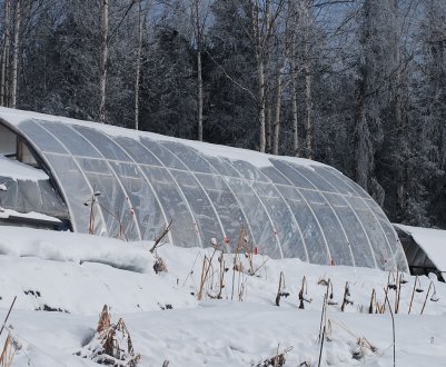 Переваги і недоліки зимової посадки в теплиці