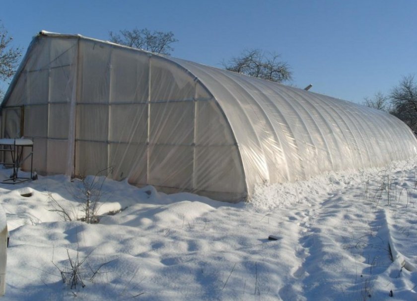Что можно выращивать в неотапливаемой теплице зимой?