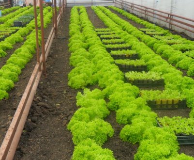 Як зробити теплицю для вирощування зелені своїми руками?